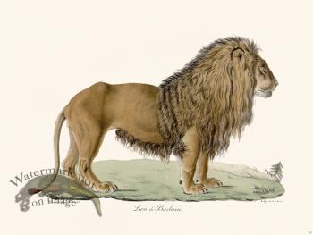 Cuvier 091 Lion of Barbaria